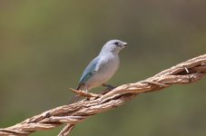 say tanager2.JPG