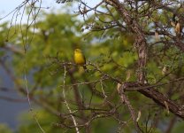 yellow tyranulet.JPG