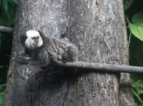 goeffrey marmoset2.JPG