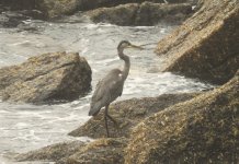 Grey Heron, Porthgwarra 1.10.23.JPG