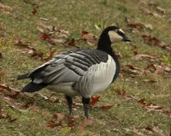 Barnacle-Goose.jpg