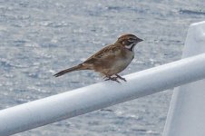 Lark Sparrow (2).jpg