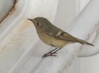 Kinglet (2).jpg