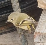 Kinglet (3).jpg