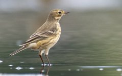 _DSC5381 Northern Pipit 100% Crop.jpg