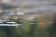 _DSC5381 Northern Pipit Full Frame.jpg