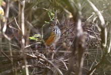 wb antpitta2.JPG