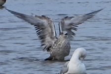 gull (3 of 5).jpg