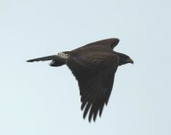 Harris's Hawk, Flamborough, 13 Oct 23 (5).jpg