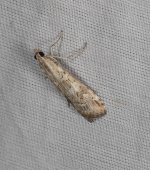 Nomophila corticalis 14 10 2023.JPG