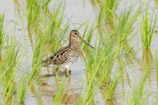 Pantanal Snipe 1.jpg