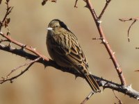 DSCN2588emberiza.JPG