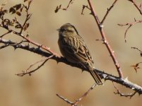 DSCN2589emberiza.JPG