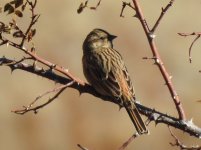 DSCN2593emberiza.JPG