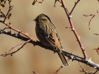 DSCN2595emberiza.JPG