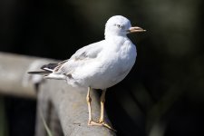 Gull ID.jpg