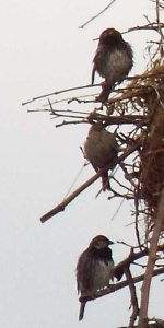 sparrow spanish 3.jpg