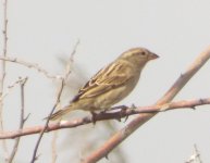 sparrow spanish fem juv   prob.jpg