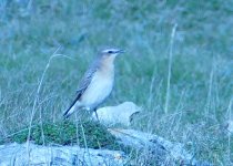 Wheatear 13.jpg