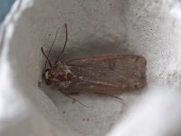 Moth 7738.jpg