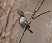 Cisticola A (2).jpg