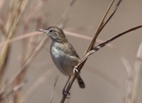 Cisticola A (4).jpg