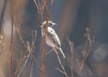 Cisticola B (1).jpg