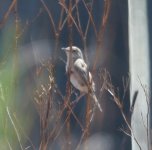 Cisticola B (3).jpg