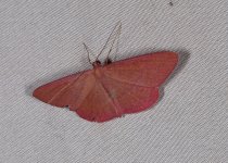 Eumelea stipata 17 10 2023.JPG