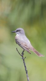 Gray Kingbird 7D-denoise.JPG