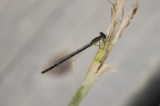 Damselfly ID.jpg