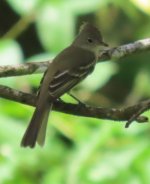 flycatcher2.jpg