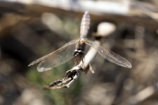 Dragonfly ID.jpg