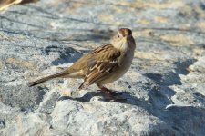 aa - Sparrow IMG_3036.jpg