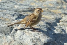 aa - Sparrow IMG_3037.jpg