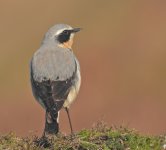 Wheatear9.jpg