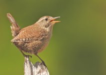 Wren8.jpg