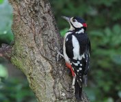 Great Spotted Woodpecker.jpg