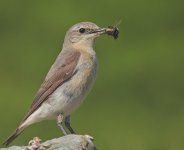 Wheatear Female1.jpg