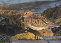 Dunlin.jpg