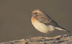 Pied Wheatear.jpg