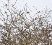 Finches1.jpg