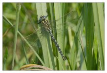 _DSC4271 Hairy Dragonfly Frame.jpg