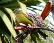 Bellbird_Invercargill.jpg