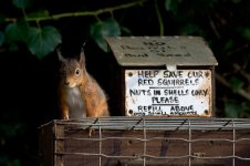 RedSquirrel.jpg