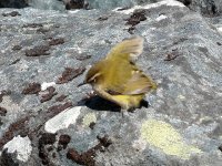 Rock_Wren_Homer_Tunnel_271108a.jpg