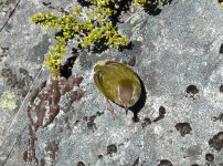 Rock_Wren_Homer_Tunnel_271108b.jpg