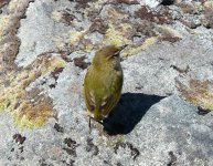 Rock_Wren_Homer_Tunnel_271108c.jpg