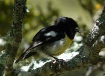 Tomtit_HomerTunnel_271108a.jpg