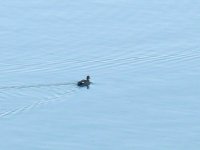 L1250291_Gadwall.jpg